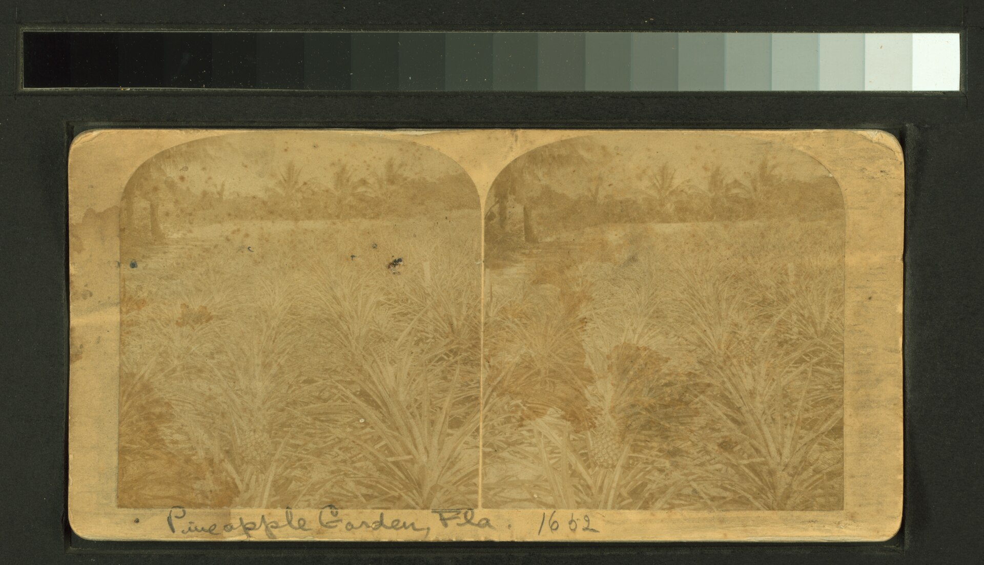 Florida pineapple field, late 19th century.