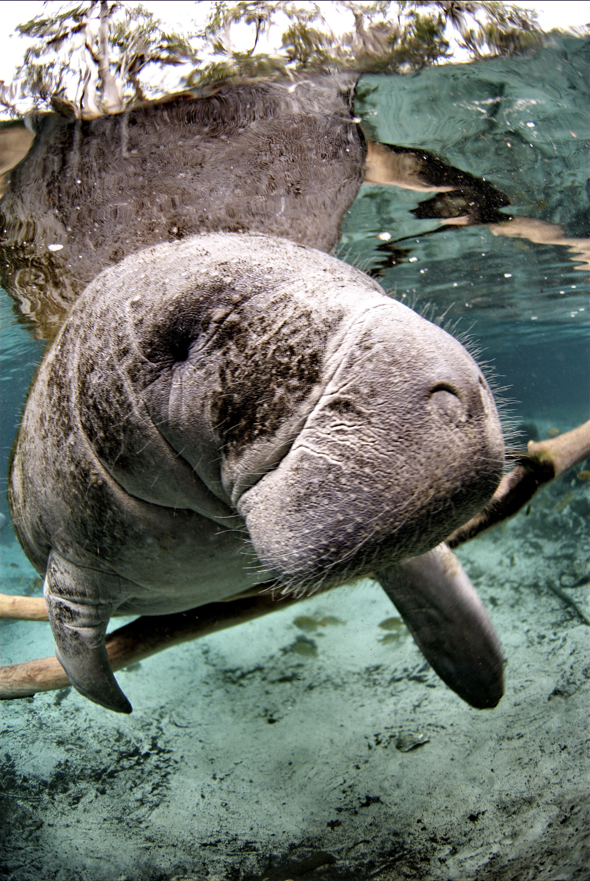 Florida manatee in the Indian River Lagoon.